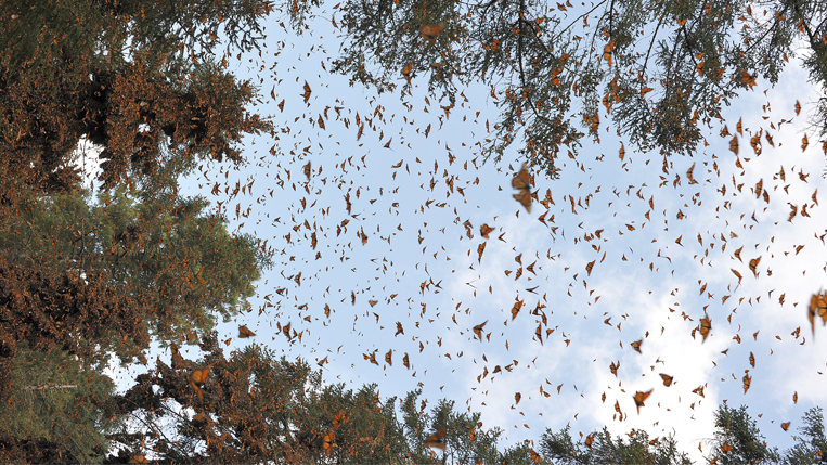 Big Bugs