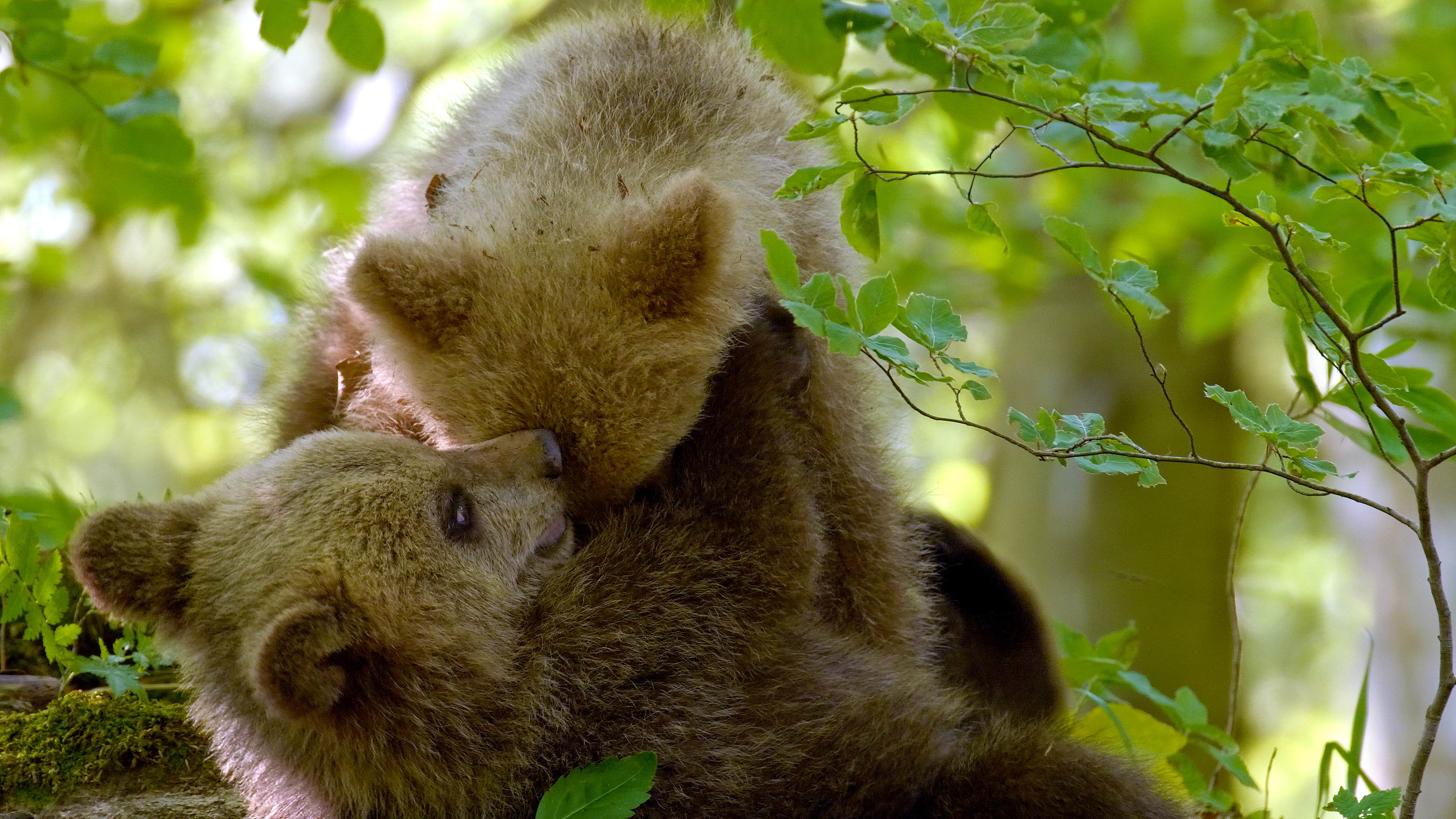 Bears of the Karawank Mountains