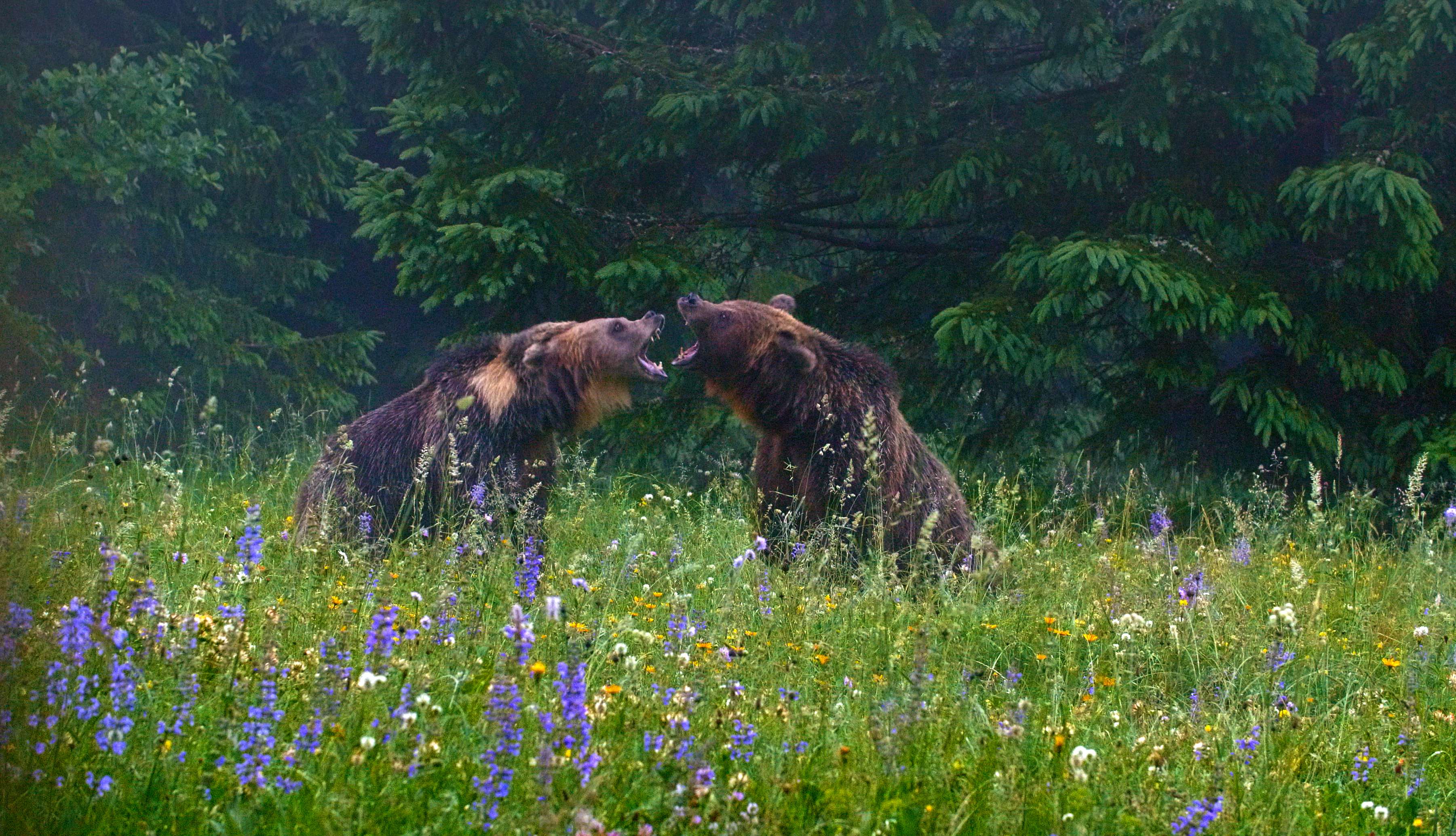 Bears of the Karawank Mountains