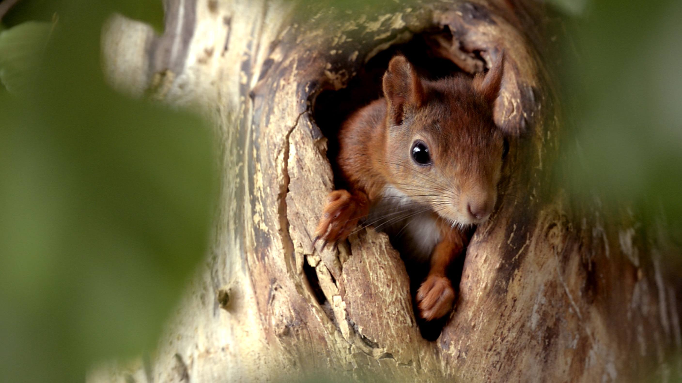 Secrets of Squirrels