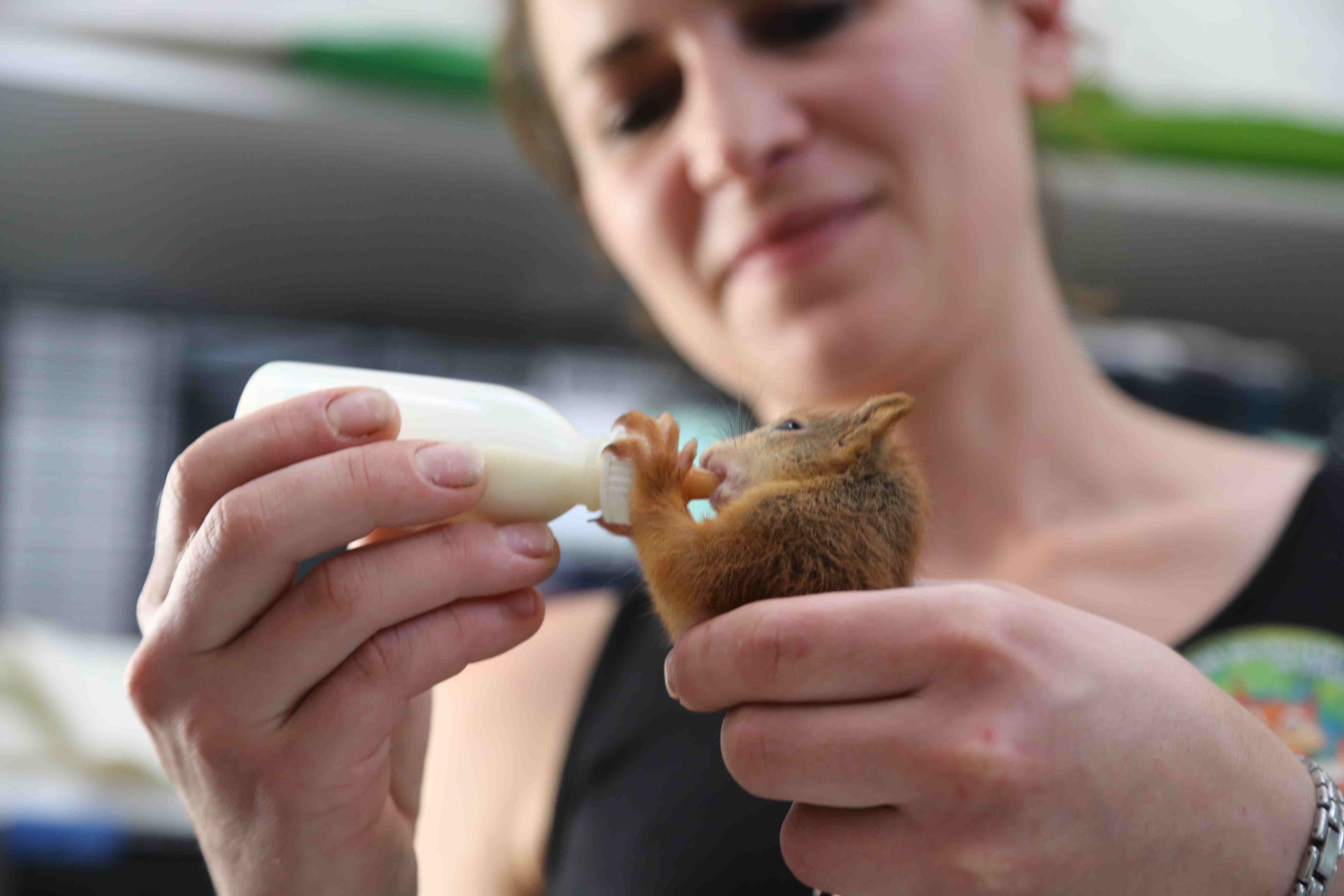 Secrets of Squirrels
