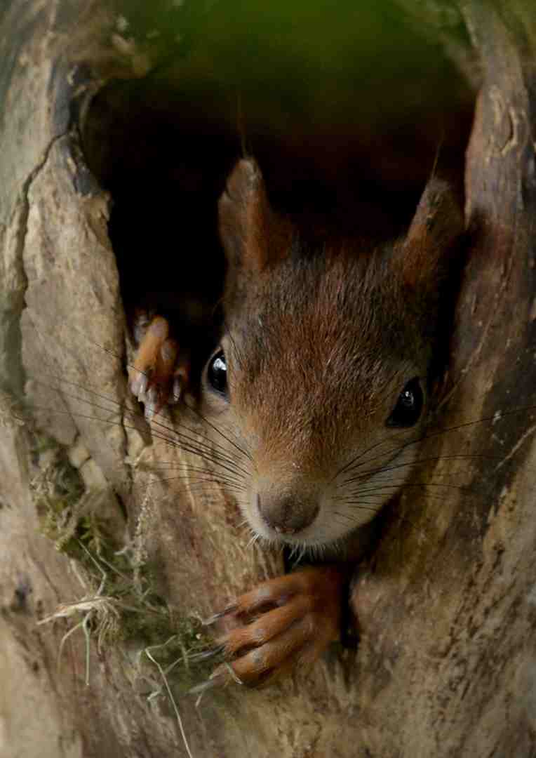 Secrets of Squirrels
