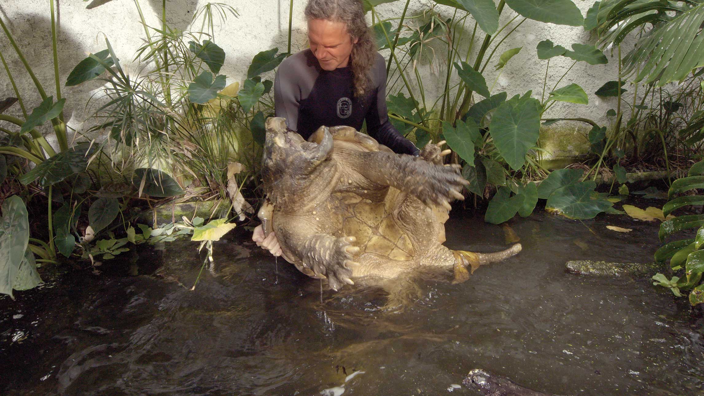 Turtle Hero