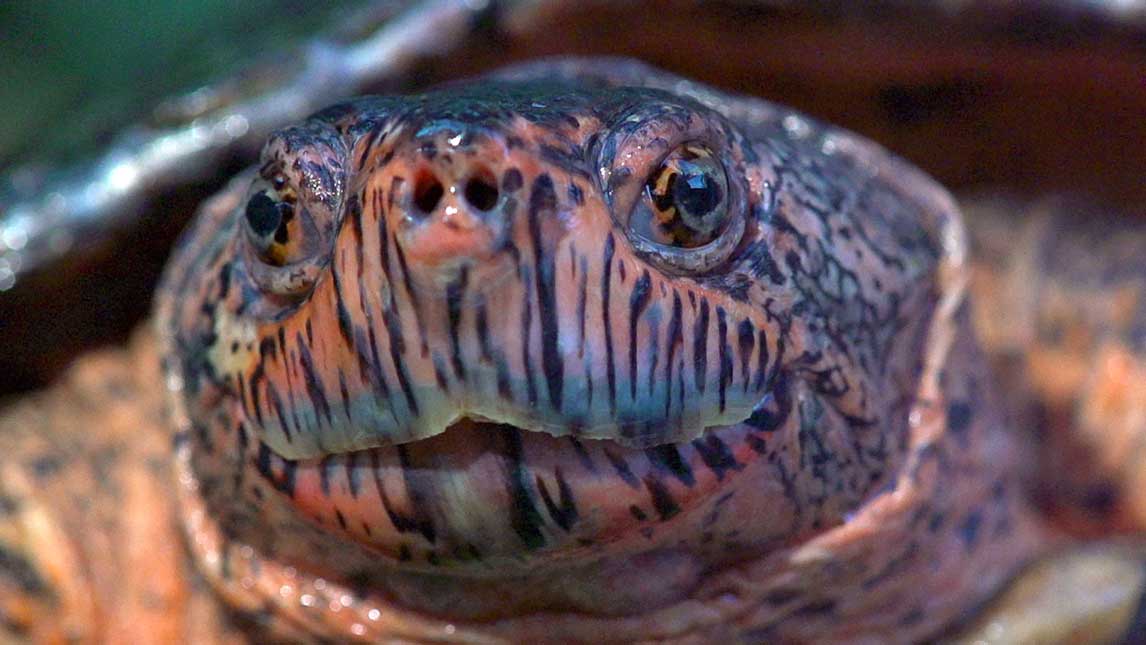 Turtle Hero