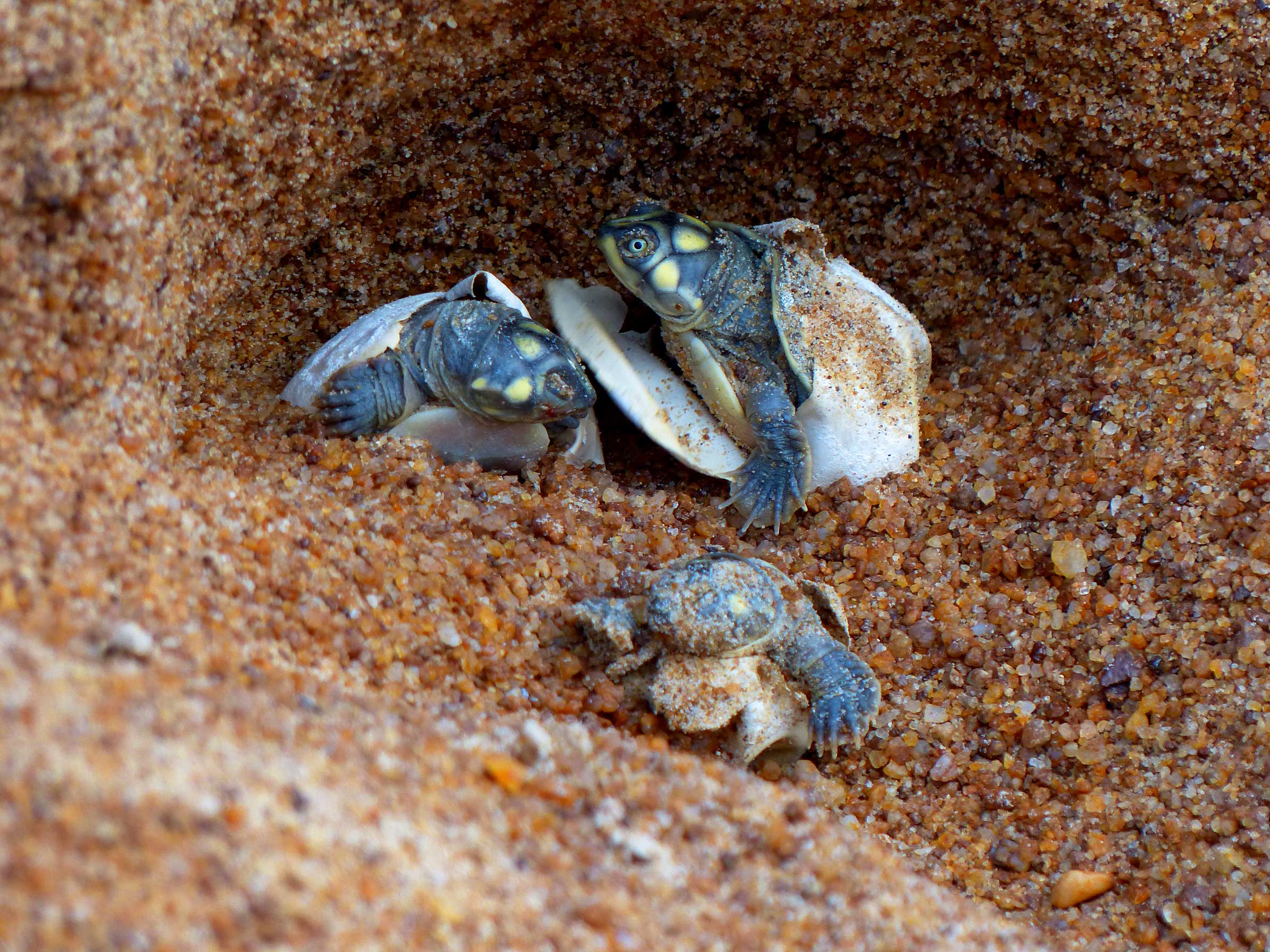 Turtle Hero